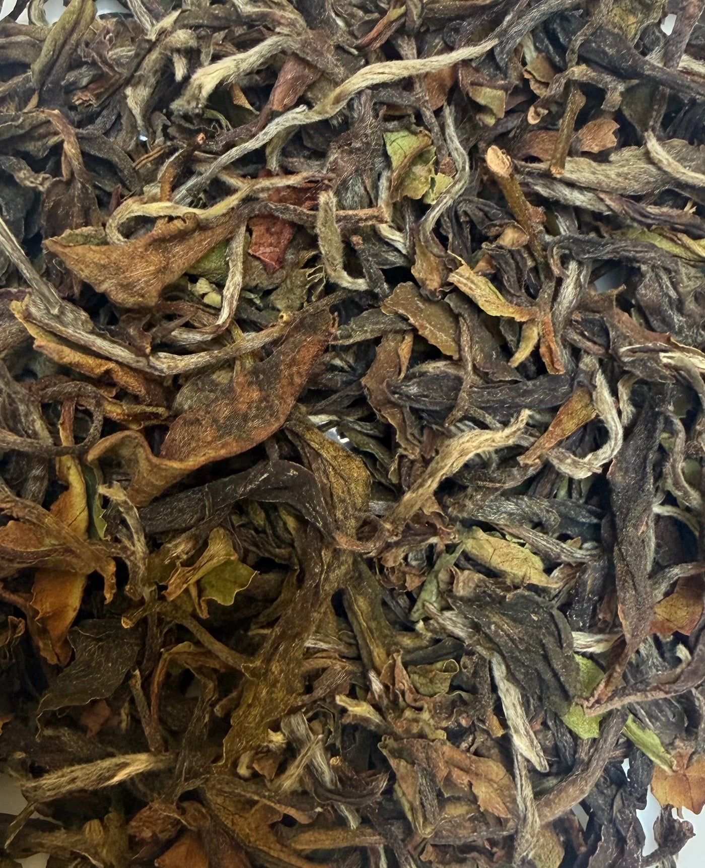 Wonder White Okayti – Thé Blanc de Darjeeling