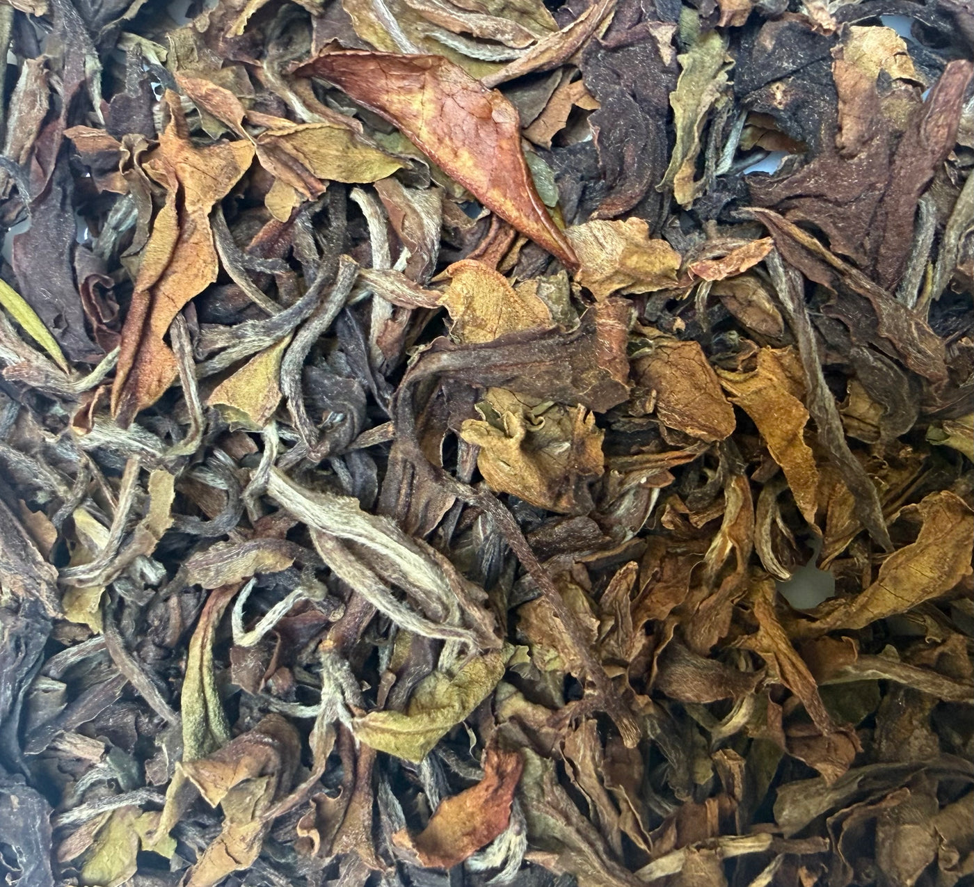 Grand Oolong Okayti – Thé Oolong de Darjeeling